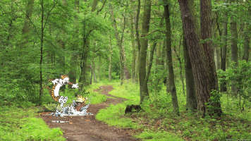 calvin n hobbes forest