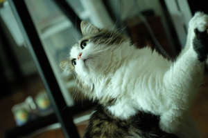 cat
