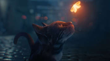 cat butterfly