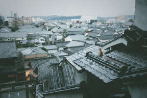 cat overlooks city