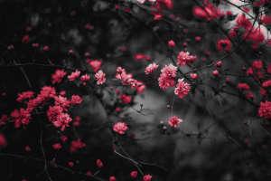 cherry 6