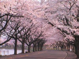 cherry road