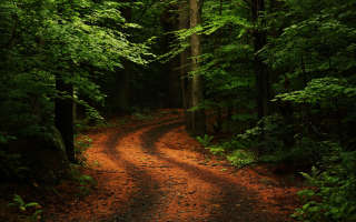 dark forest