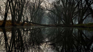 dark swamp
