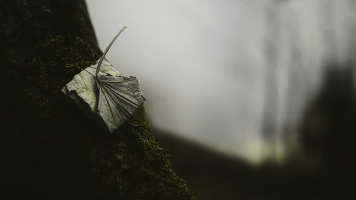 desaturated leaf