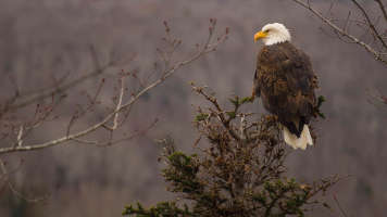 eagle