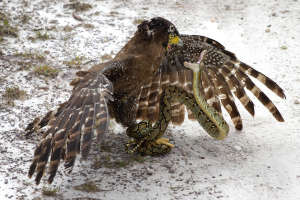 eagle vs snake