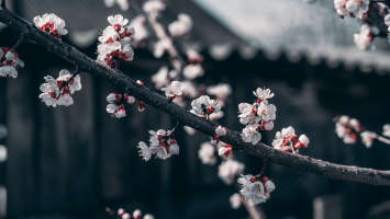 flower bee branch