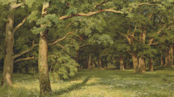 forest clearing oil on canvas