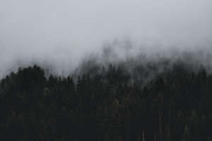 forest under clouds