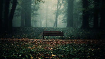 forest bench