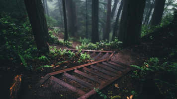 forest stairs