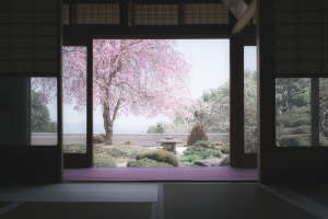 japan sakura castle view