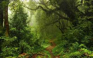 jungle