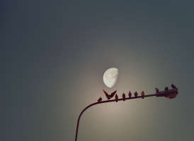 moon birds