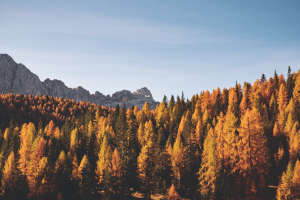 orange trees gray mountains