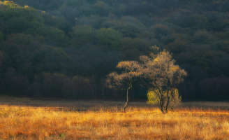 prairie and forest