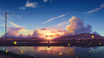 rice field sunset